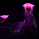 Lovely lion’s mane jellyfish swim in their display tank at Sea Life Melbourne Aqaurium in Melbourne on May 26, 2020.